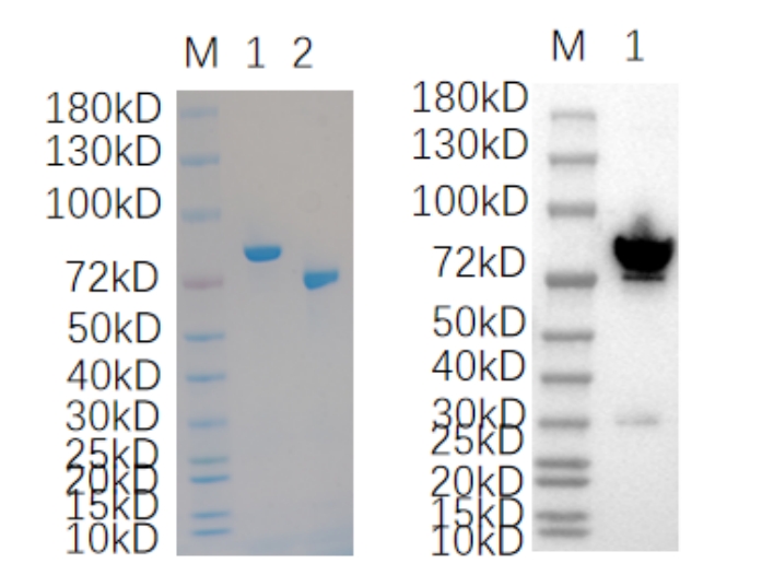 Reducing 4%-20% SDS-PAGE (CBB stained) and WB (Anti-His Mouse Monoclonal antibody) analysis profiles of purified HSPA5.
1. HSPA5: 1 μg
2. BSA: 1 μg